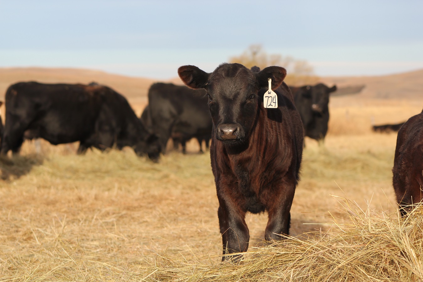 Can Cows Eat Moldy Hay? Avoid It For Their Safety! Vet Advises